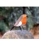 Ocell de paper - Erithacus Rubecula