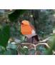 Ocell de paper - Erithacus Rubecula