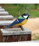 Ocell de paper - Parus Major