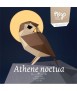 Pájaro de papel - Athene Noctua