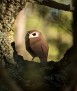 Pájaro de papel - Athene Noctua