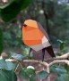 Ocell de paper - Erithacus Rubecula