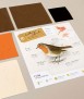 Ocell de paper - Erithacus Rubecula