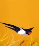 Ocell de paper - Hirundo Rustica 