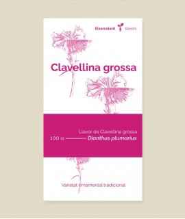 Llavors Clavellina grossa 